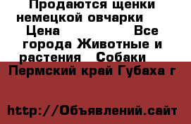 Продаются щенки немецкой овчарки!!! › Цена ­ 6000-8000 - Все города Животные и растения » Собаки   . Пермский край,Губаха г.